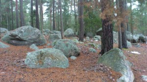 En snöfri del  :) söderläge i skogen